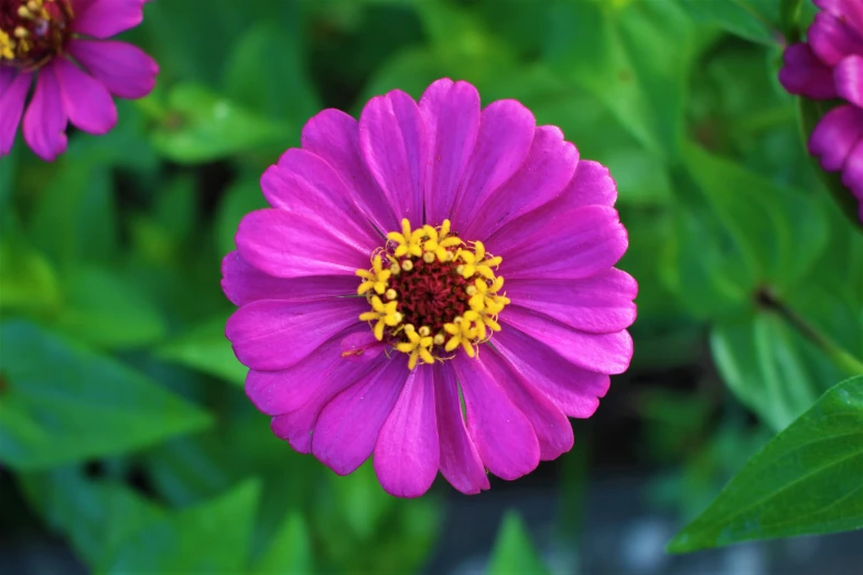 pink flowers grow near a green background