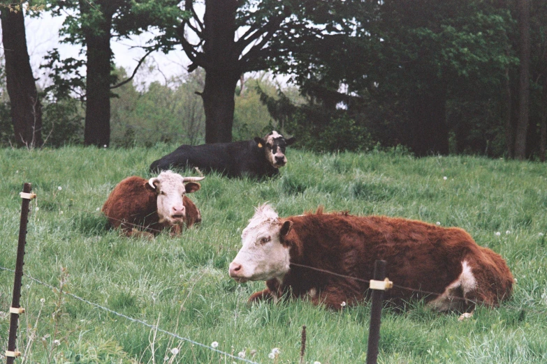 three cows laying on the grass in a fenced area