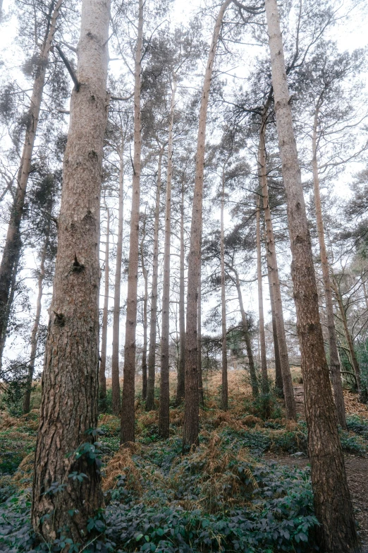 a group of tall trees stand in the woods