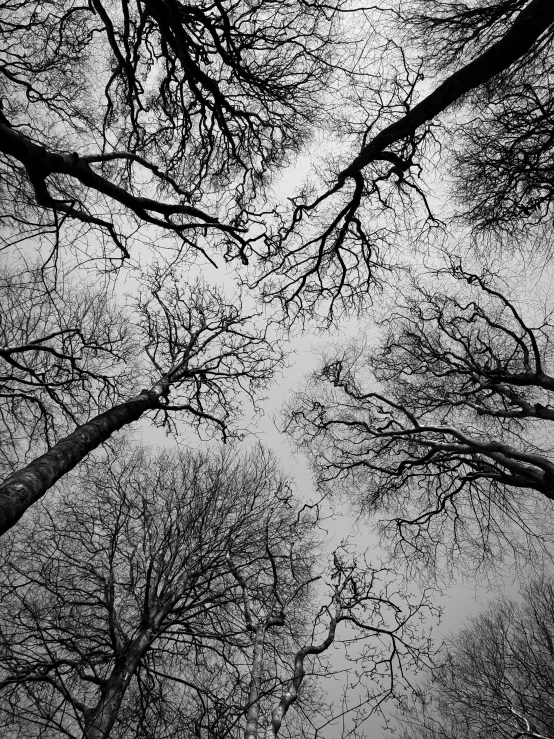 looking up at several leafless trees with snow on them