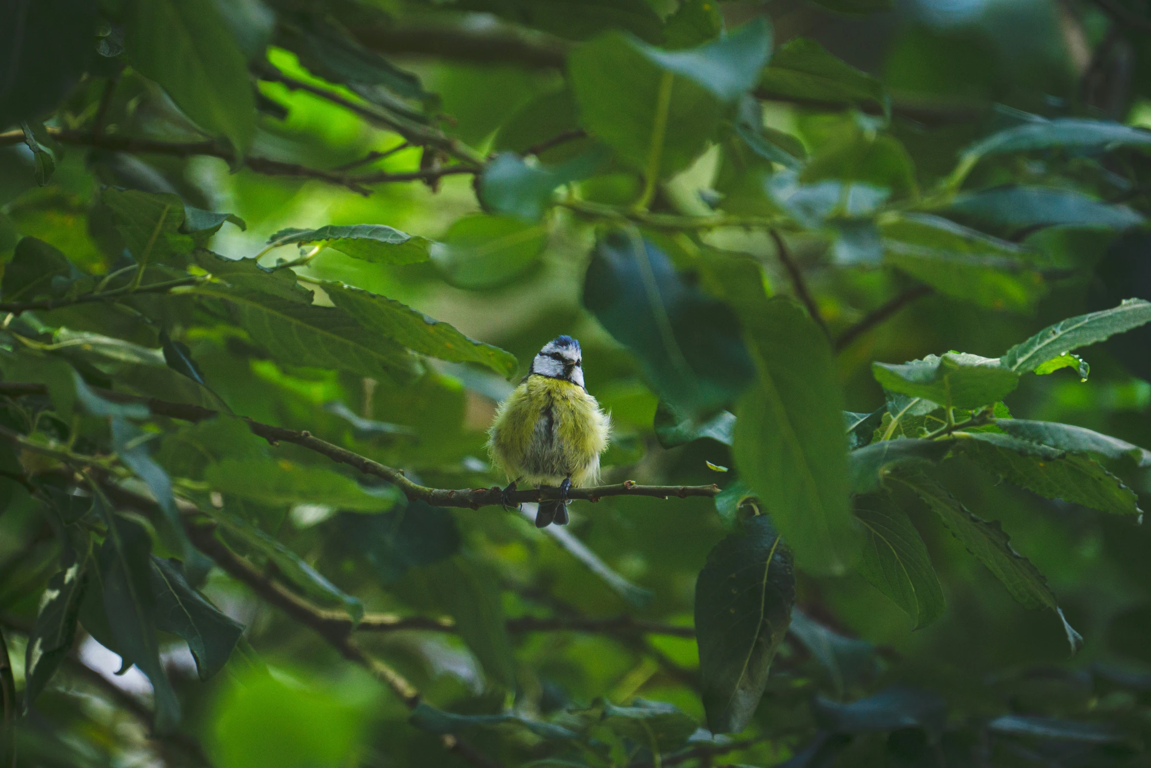 a small bird sitting on top of a tree