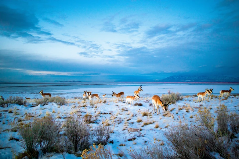 a large group of animals are in a snowy field