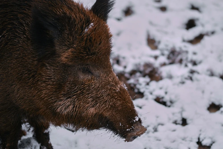 brown boar outside on snow covered ground looking at soing