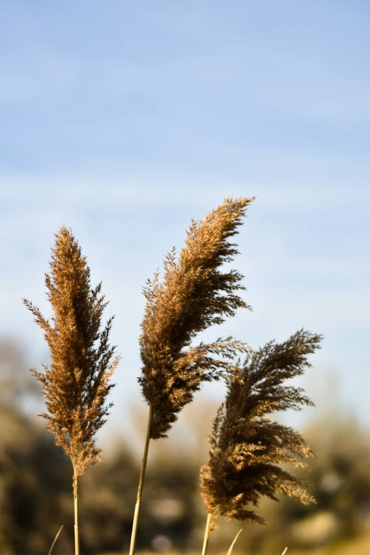 three tall plants with brown leaves in a field