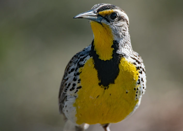 a yellow and black bird is sitting on a rock