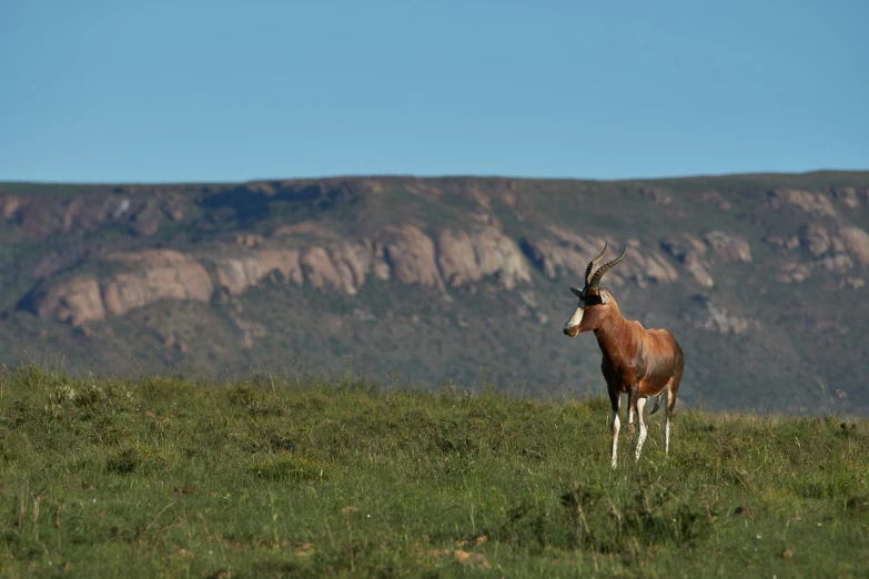 there is a single deer standing on the green hill side