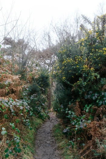 the path has very little vegetation and is overgrown
