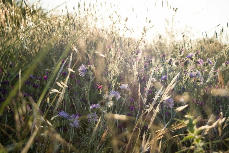 a po of grass and flowers with the sun in the background