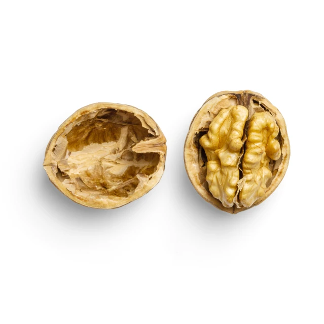 walnuts in the shell open on a white background