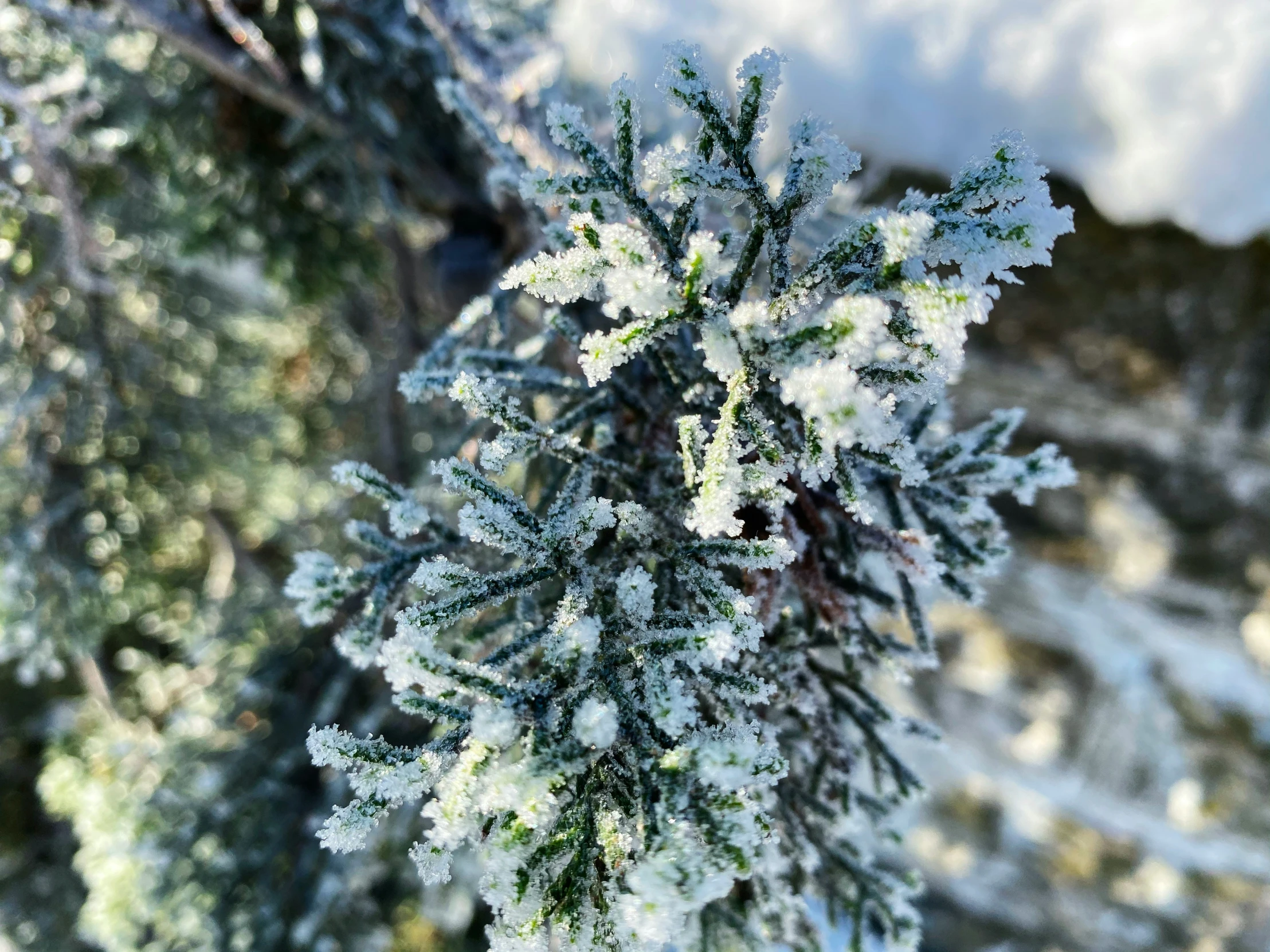 a snow covered pine tree next to some mountains