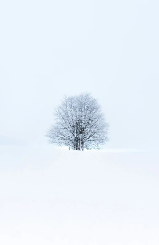 there is a lone tree in a snow covered field