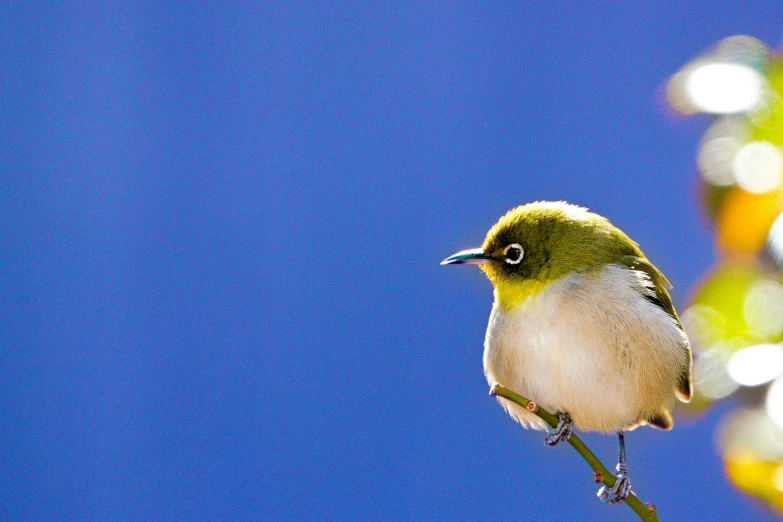 a small yellow, green and white bird sitting on a nch