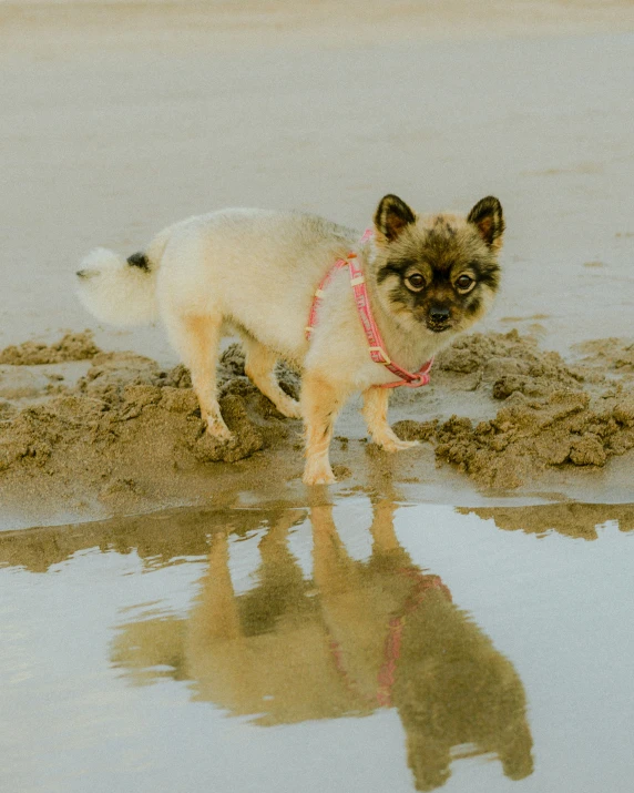 small brown dog standing on a beach by water