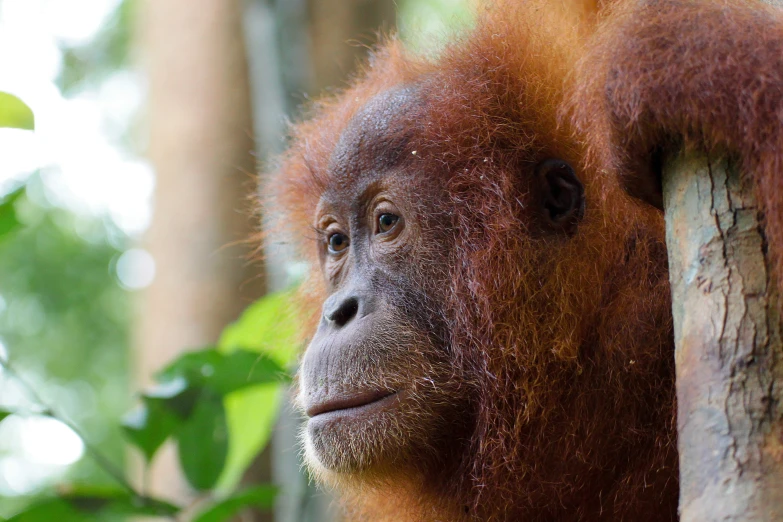 an oranguel with an enormous red beard is peeking over a tree