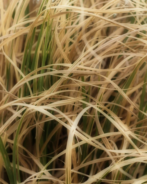 grass close up that is brown and green