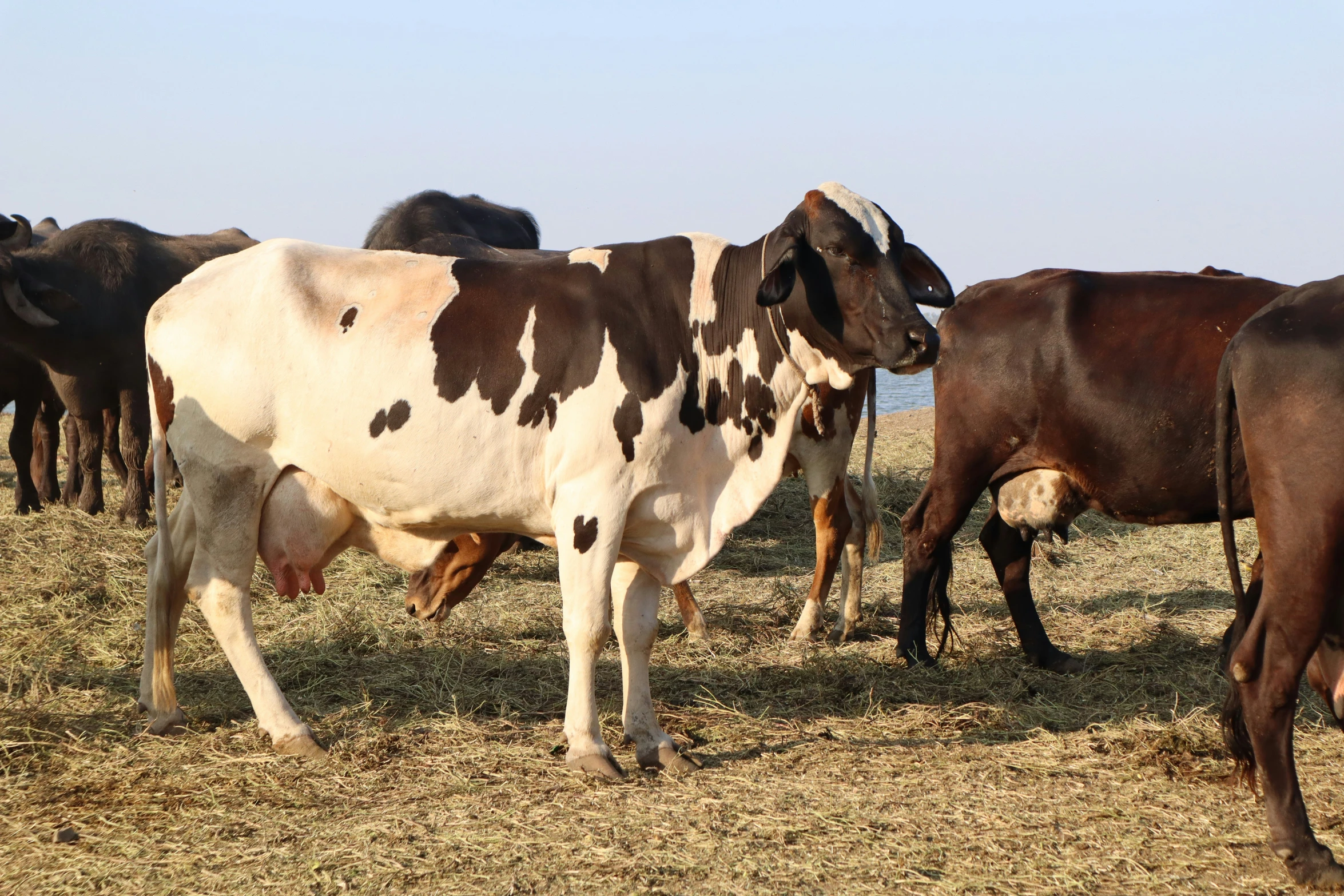 several cows standing and grazing in a field