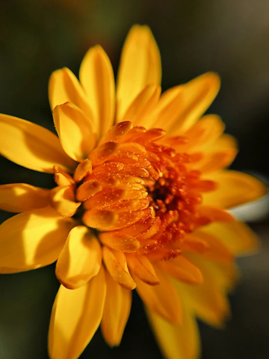 the inside of a sunflower showing its pollening