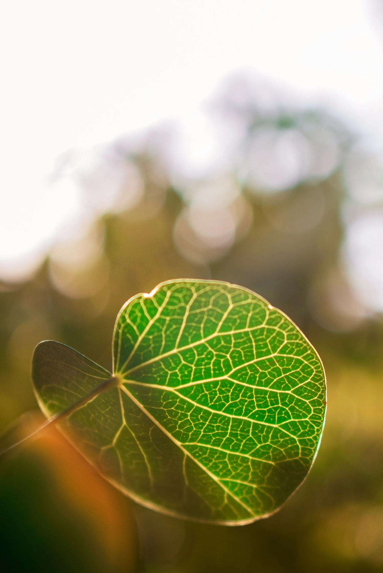 a green leaf is shown in the sunlight