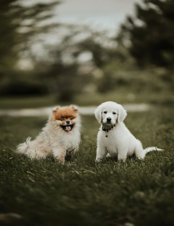 two puppies sit on the ground together