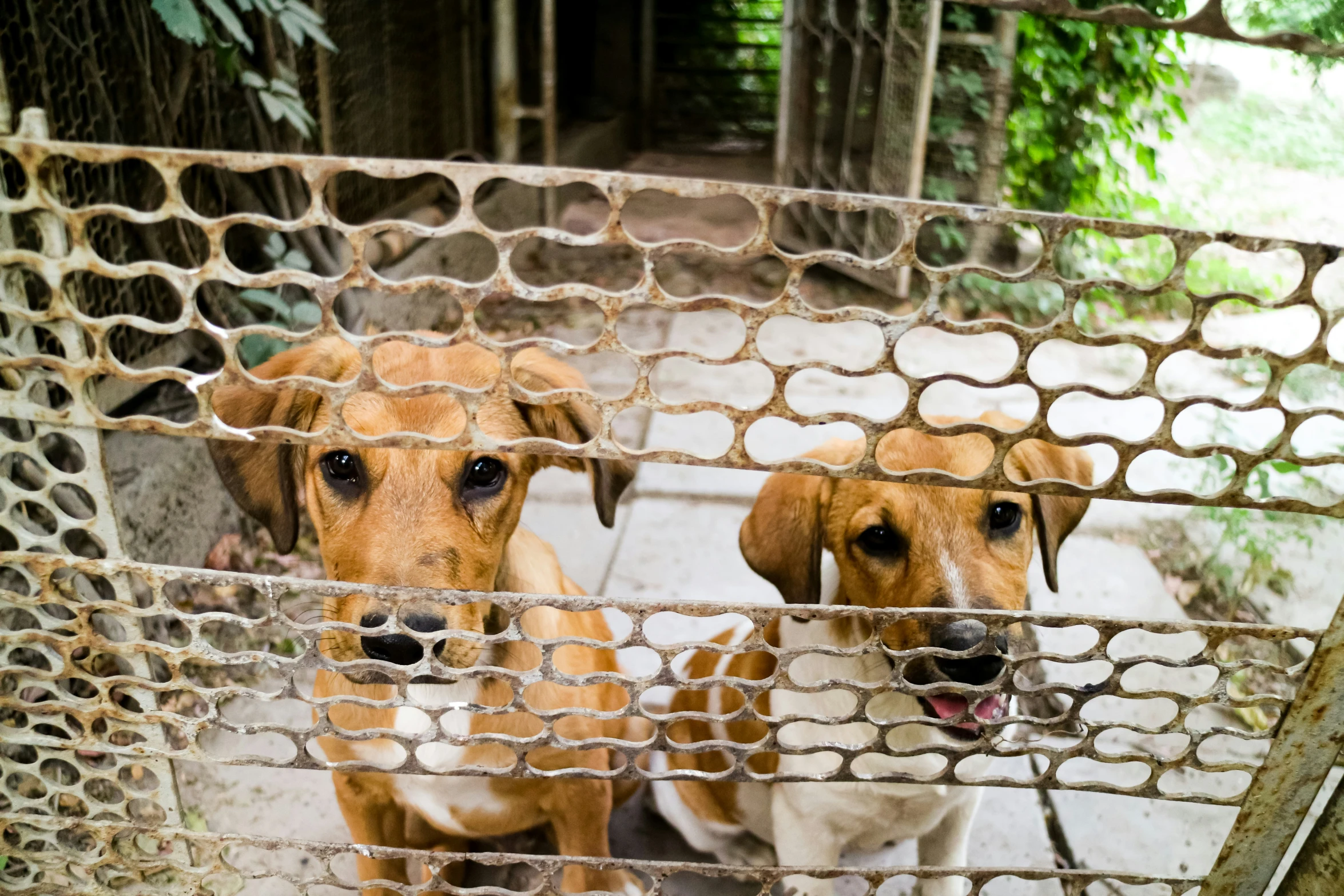 two large dogs behind a cage looking at soing