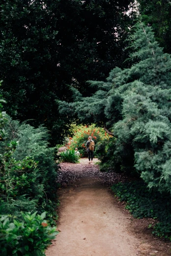 a person is walking up a trail through trees