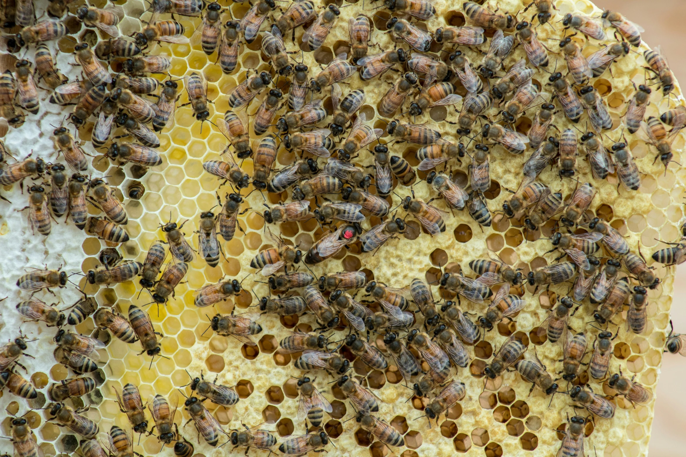 a large number of bees on a honeycomb