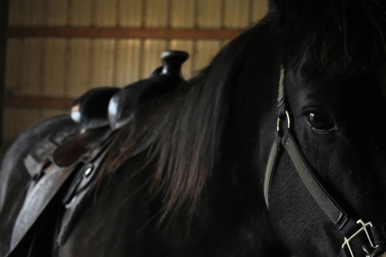 a black horse is standing in an enclosed area