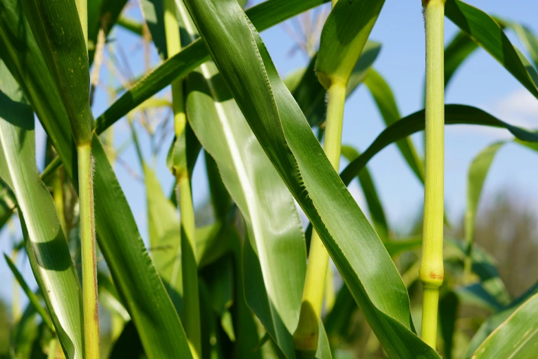 green grass stems in a field with blue skies