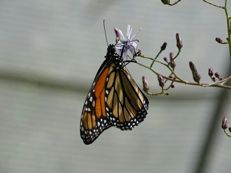 a erfly that is perched on a flower