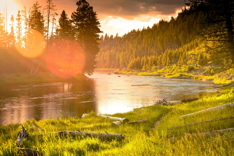 a river surrounded by forest with tall grass and trees