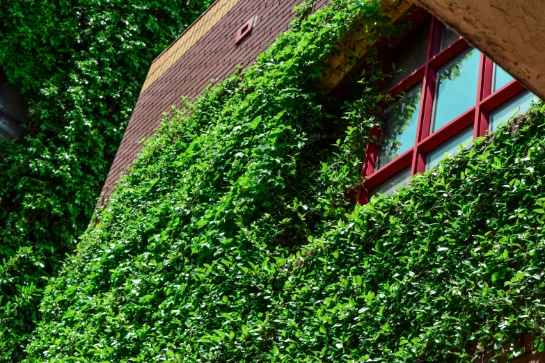 some green plants that are growing on the side of a building