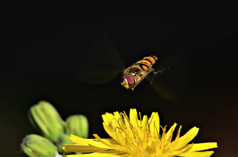 a honeybee flying in the air with a flower