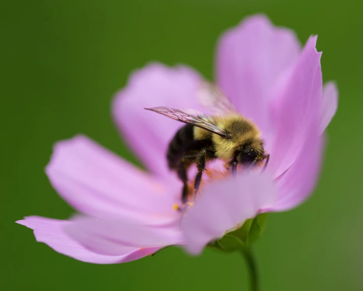 a bee is resting on a flower