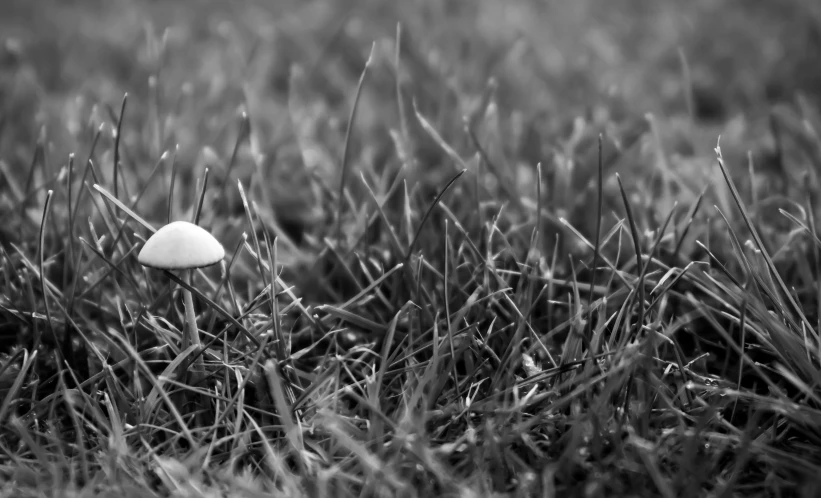 a black and white po of a small mushroom in a field