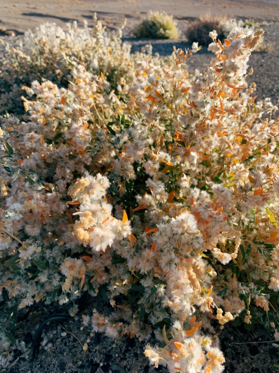 the bushes are flowering all along the path