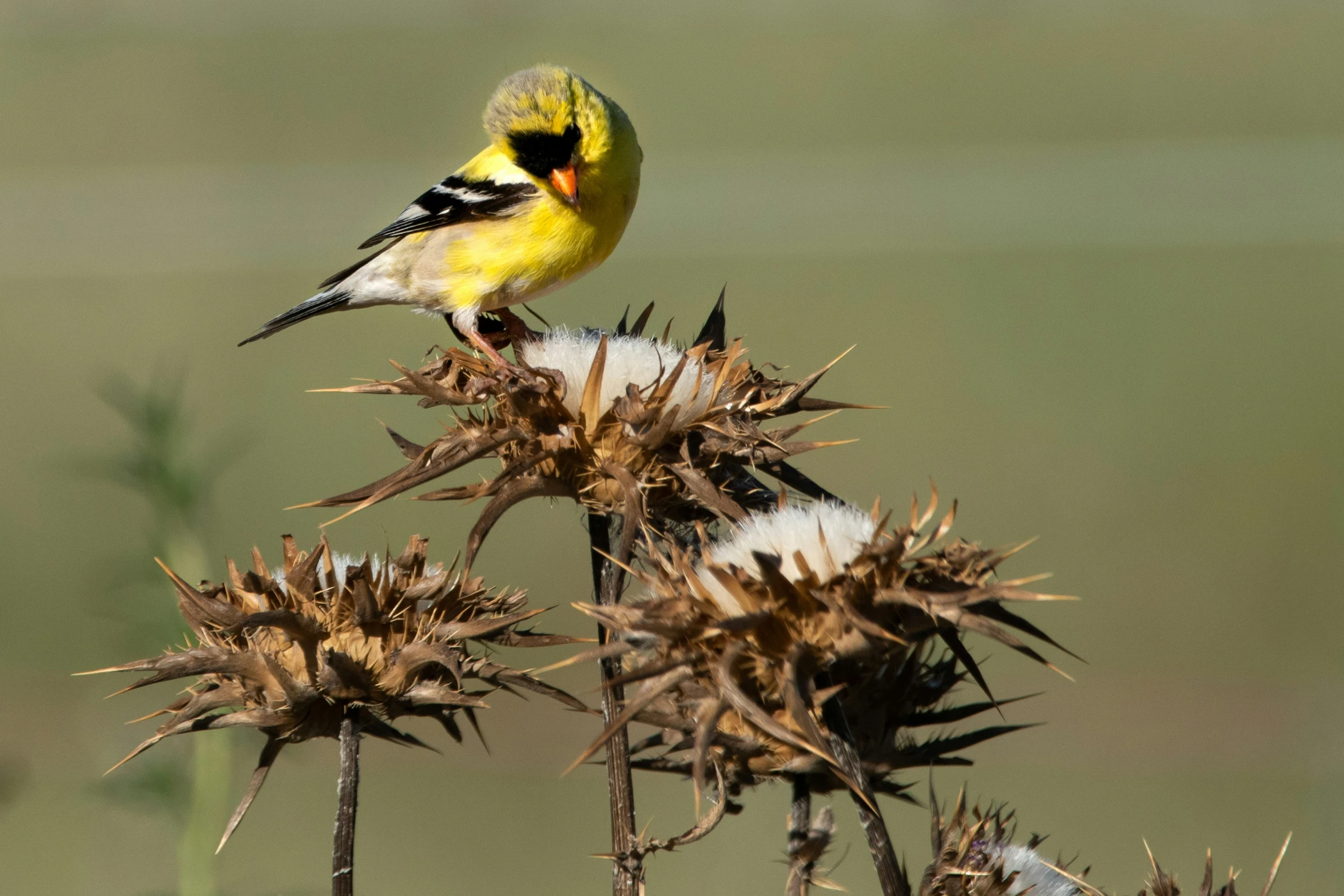 yellow bird perched on top of a dry flower