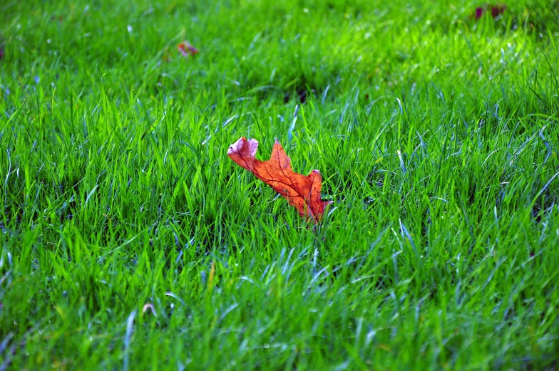 an orange leaf sitting in tall green grass