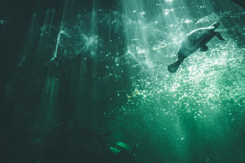 an underwater seal swimming in the blue water