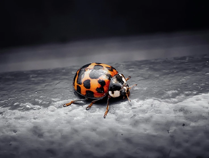 a very cute bug on the ground in black and white