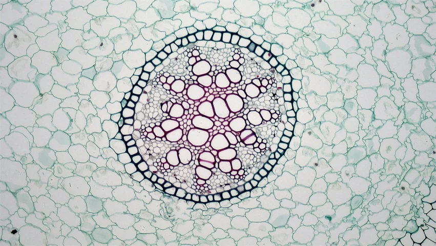 the structure of a microscope lens is made up of many cells