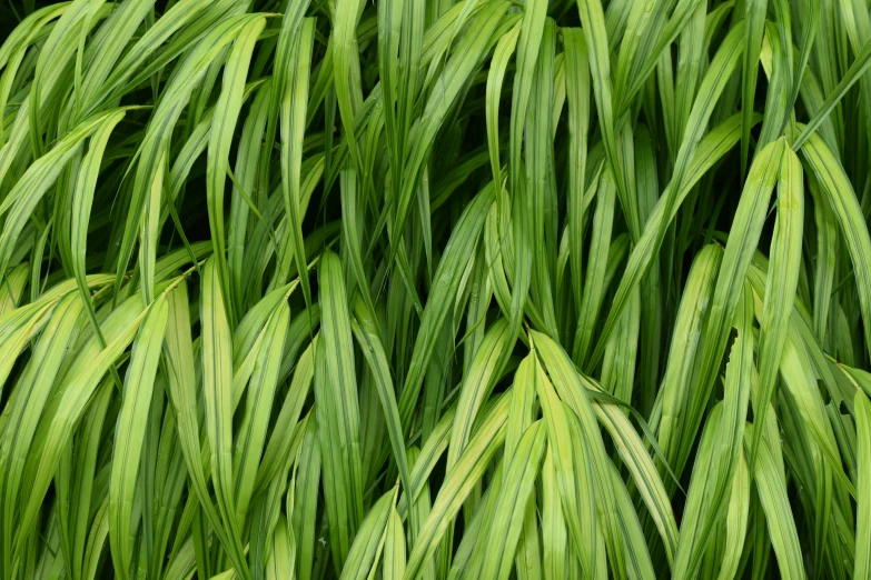 green grass that is growing on the ground