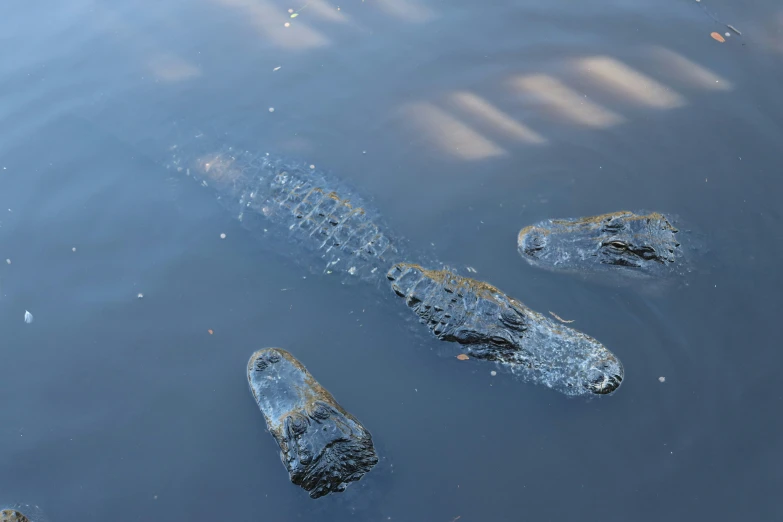 the alligators are swimming on the water surface