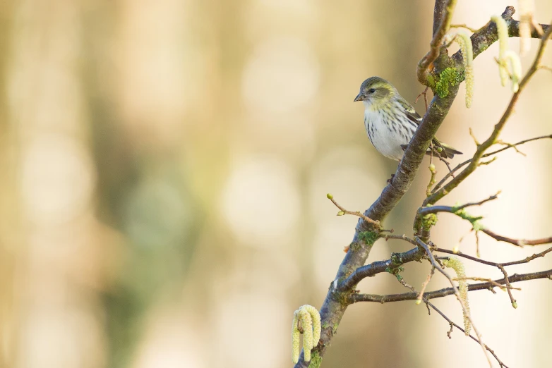 a little bird perched on a small tree nch