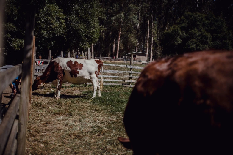 a brown and white cow is in the dirt