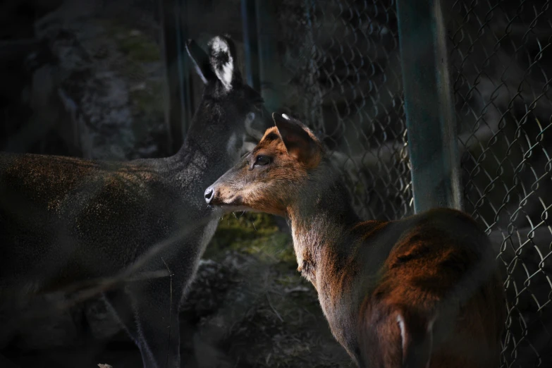 an image of two deer in the dark