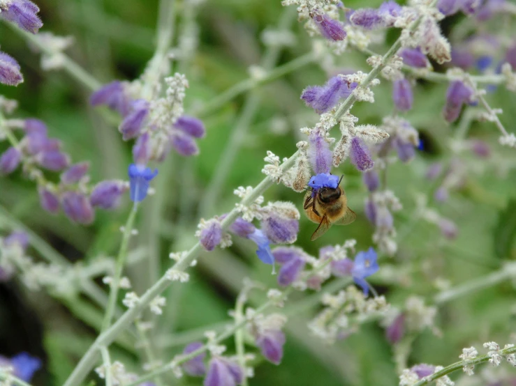 a bee is resting on a small plant