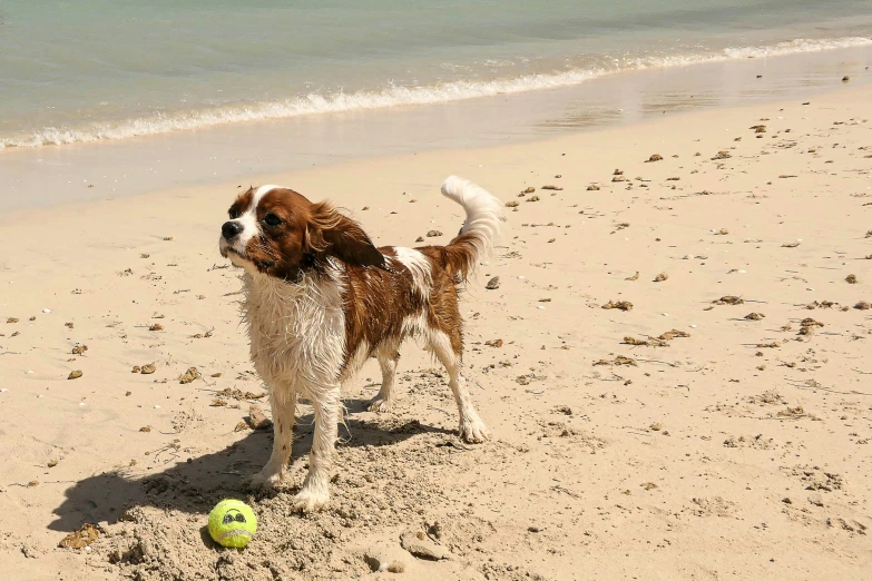 a brown and white dog standing on a sandy beach