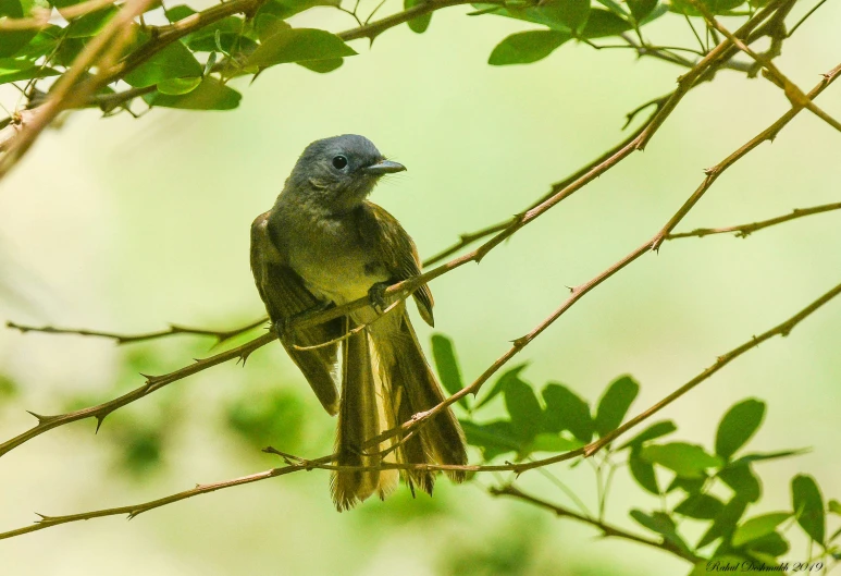 a bird sitting on top of a tree nch