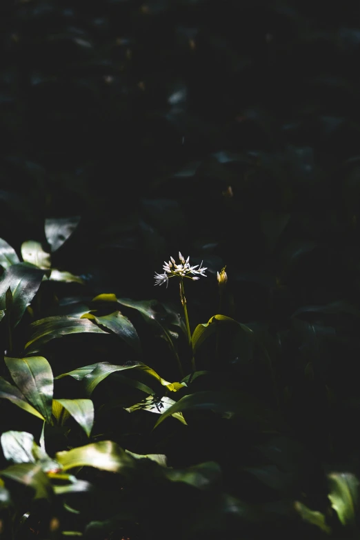 a daisy sitting in the middle of a field