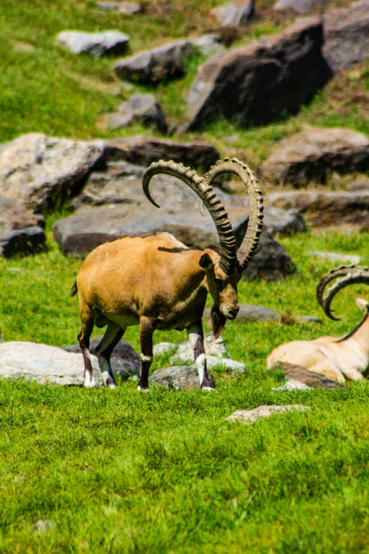 two goats grazing in a rock - covered pasture